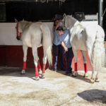 Cuidados y Manejo del Caballo y Servicios Hosteleros image