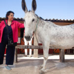 Cuidados y Manejo del Caballo y Servicios Hosteleros image