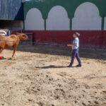 Cuidados y Manejo del Caballo y Servicios Hosteleros image