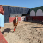 Cuidados y Manejo del Caballo y Servicios Hosteleros image