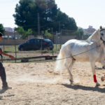 Cuidados y Manejo del Caballo y Servicios Hosteleros image