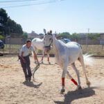 Cuidados y Manejo del Caballo y Servicios Hosteleros image