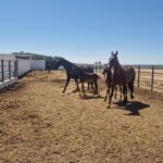 Cuidados y Manejo del Caballo y Servicios Hosteleros image